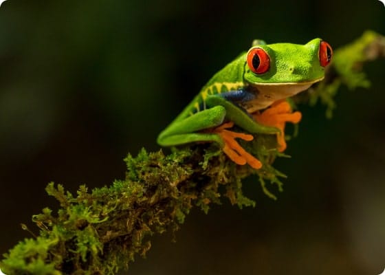 Wildlife photograph of frog